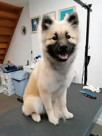 Dody Dog