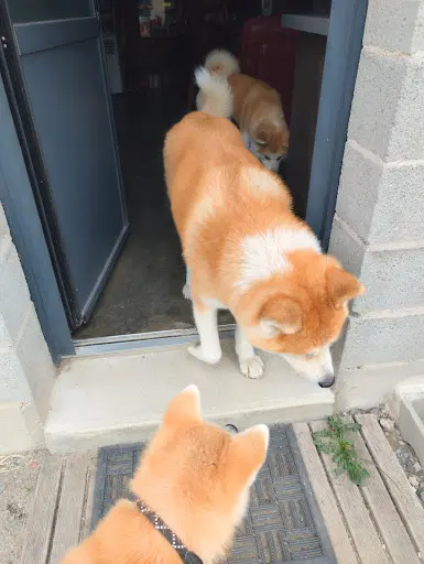 Top Akita Inu des Dragons du Soleil Rouge
