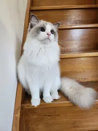 La Bulle À Chats