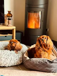 Dog Kennel