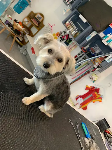 Un Amour de Chien