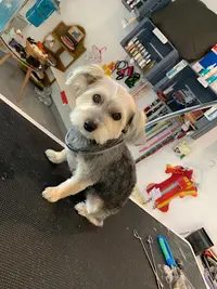 Un Amour de Chien