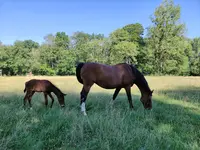 Haras de Mazerny