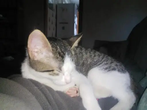 Chats Kool!!