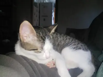 Chats Kool!!