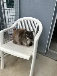 La Chatounerie