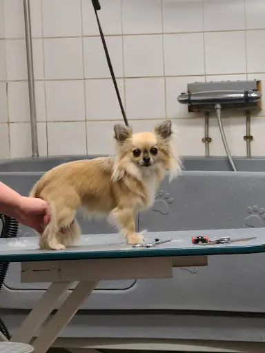 Au Béguin Toutou
