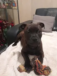 Elevage des Vallée de Staffordshire Bull Terrier dit le Staffie 