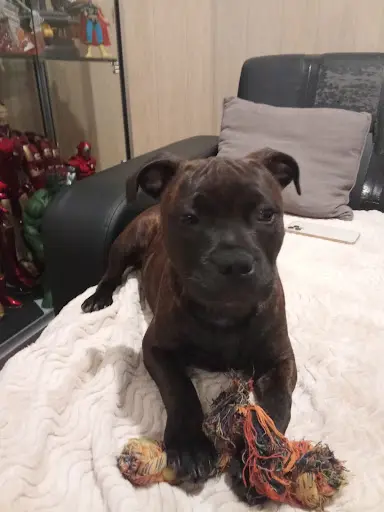Elevage des Vallée de Staffordshire Bull Terrier dit le Staffie 