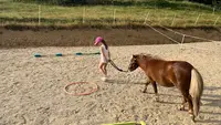 Ecole des Poneys Joyeux