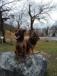 Educ Canine74