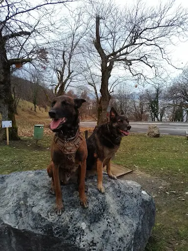Educ Canine74