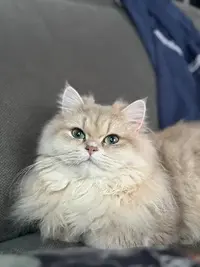Chatterie British des Pyrenees