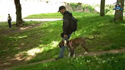 Celtic Dogs