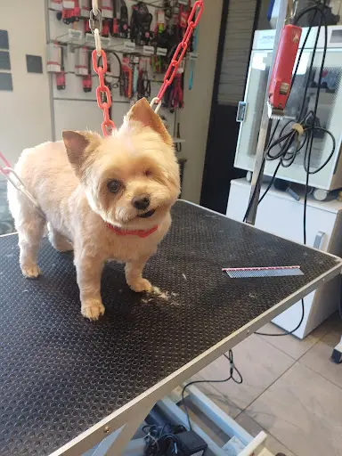 Le Paradis du Chien