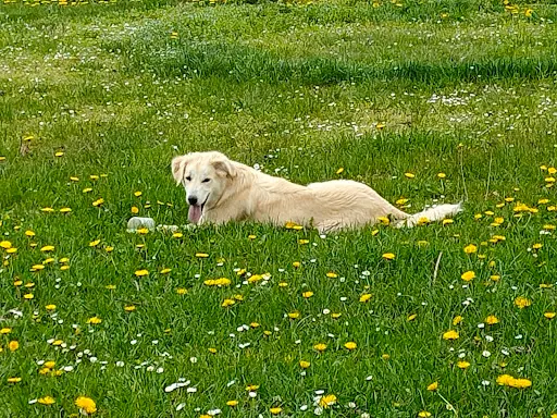 Nature Canine - Éducateur et Comportementaliste Canine À Louhans, Tournus 71