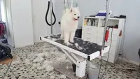 Au Bon Saint Bernard