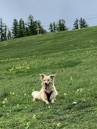 Ami Mots Éducation et Rééducation Canine Diplômée d'État (bp Éducateur Canin Comportementaliste)