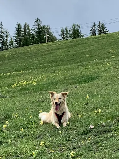 Ami Mots Éducation et Rééducation Canine Diplômée d'État (bp Éducateur Canin Comportementaliste)