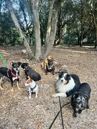 Educ Ton Humain - Education Canine Positive & Bienveillante