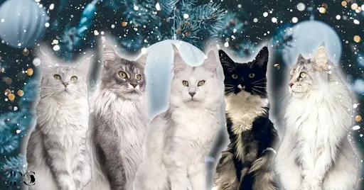Chatterie Jet Pet S Coon / Élevage de Maine Coon