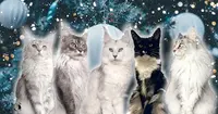 Chatterie Jet Pet S Coon / Élevage de Maine Coon