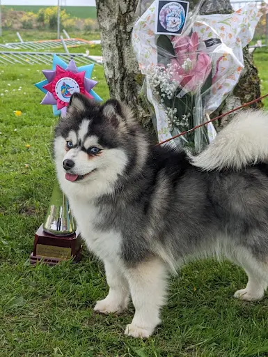 Pomsky de la Vallée de L’herbasse