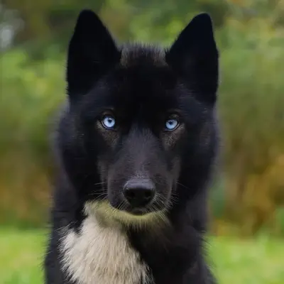 Élevage Alcateia Das Neves - Husky de Sibérie Lof et Testés Bordeaux - Merignac