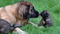 Elevage Leonberg des Bergers Beotiens