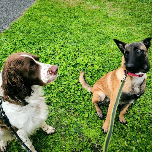 La Clé des Chiens, Éducateur Canin et Formateur Premiers Secours Canin et Félin