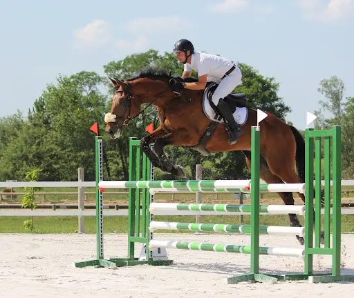 Oxer de Bellevue