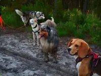 Pole Canin