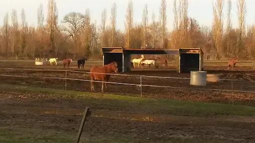 Poney Club Bon Air