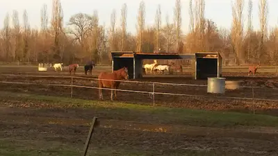Poney Club Bon Air