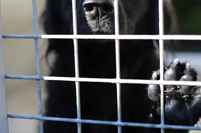 Société Protectrice des Animaux S.p.a