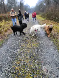 Dog S Cool