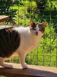 Pension Féline le Chat Noir