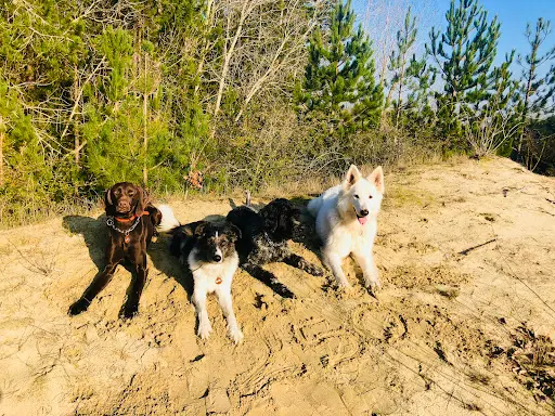 Savoir Parler Chien Mélanie Gobert Educateur Comportementaliste Canin