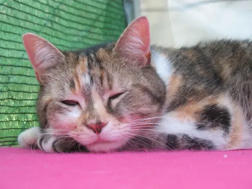 Au Chat l'Heureux