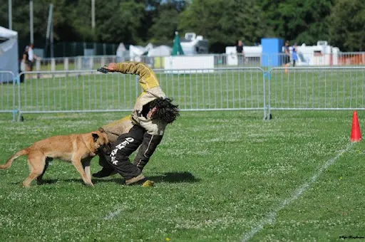 Club Canin de Méru