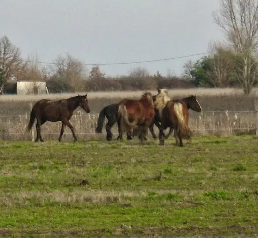 Equi-libre
