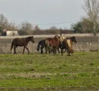 Equi-libre