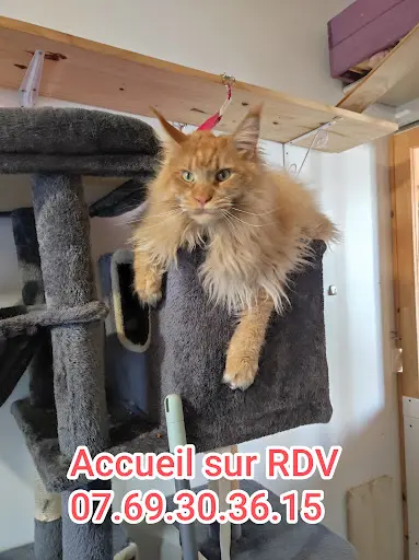 l'Hôtel des Chats