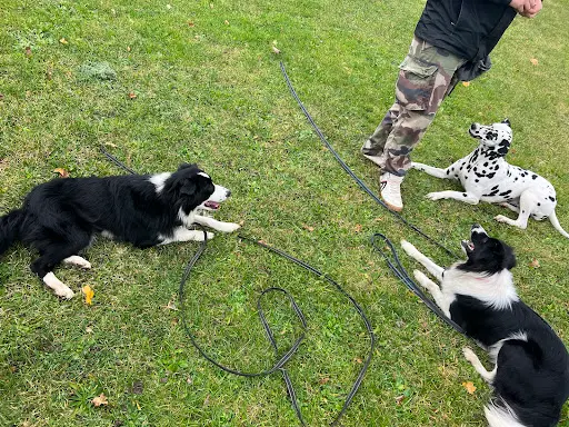 Au Bon Geste Canin – Éducateur et Comportementaliste Canin – Merville et Alentours