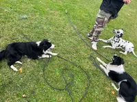 Au Bon Geste Canin – Éducateur et Comportementaliste Canin – Merville et Alentours