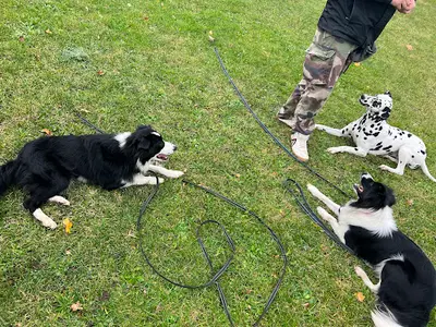Au Bon Geste Canin – Éducateur et Comportementaliste Canin – Merville et Alentours