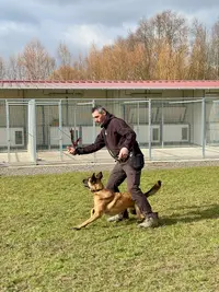 Centre Canin Decript Dog – Educateur et Comportementaliste Canin À Merville