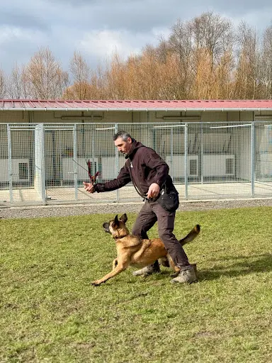 Centre Canin Decript Dog – Educateur et Comportementaliste Canin À Merville