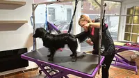 Kiki et Grominet