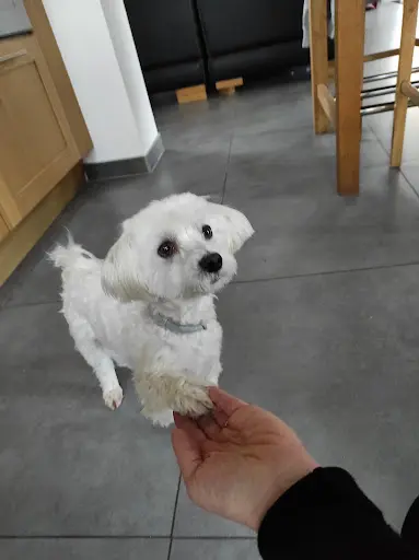Passion Canine